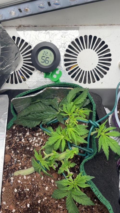 Mental rainbow F1 (HeyAbby420pro). Week 5 - Week:5 day:7
(4k photo)