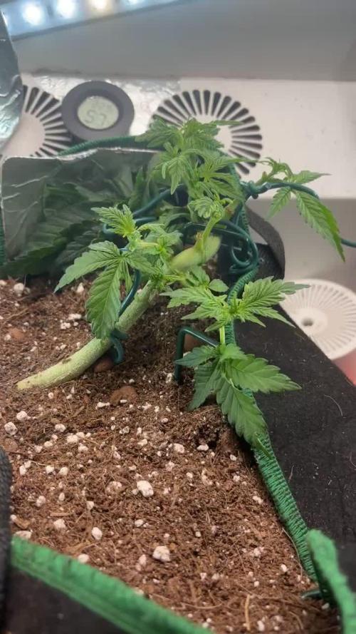 Mental rainbow F1 (HeyAbby420pro)