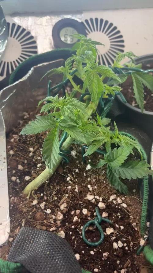 Mental rainbow F1 (HeyAbby420pro)