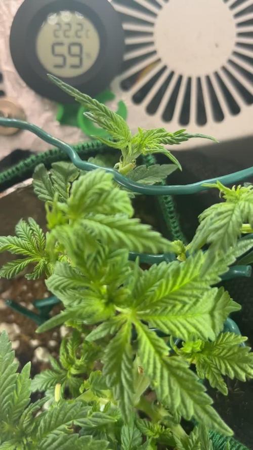 Mental rainbow F1 (HeyAbby420pro)