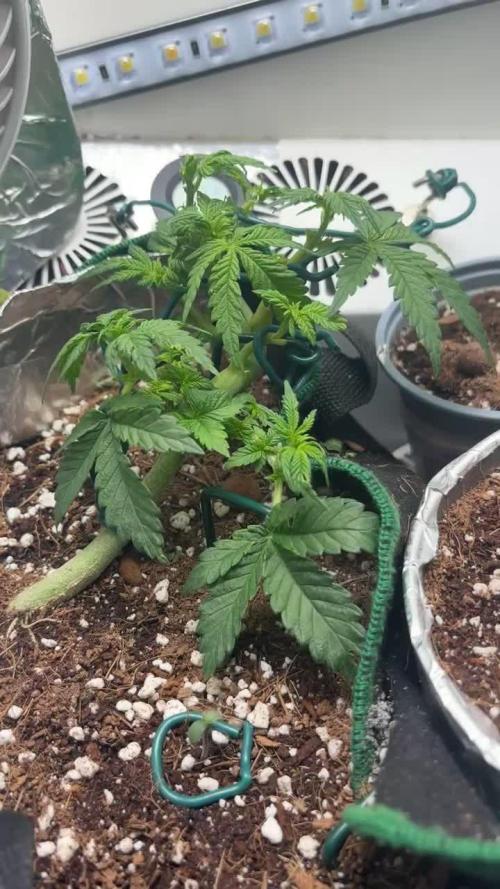 Mental rainbow F1 (HeyAbby420pro)