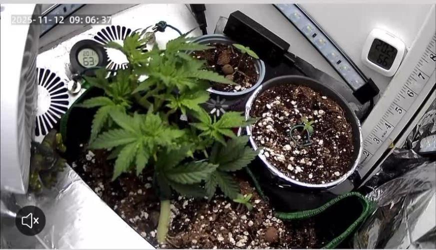 Mental rainbow F1 (HeyAbby420pro)