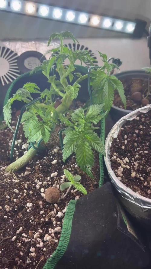 Mental rainbow F1 (HeyAbby420pro)