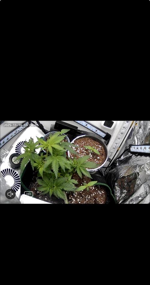 Mental rainbow F1 (HeyAbby420pro). Week 7 - Week:7 day:4
Week:1 day:4 flower
(Bud cam)