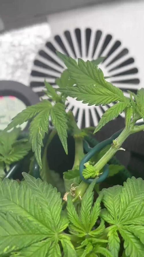 Mental rainbow F1 (HeyAbby420pro)