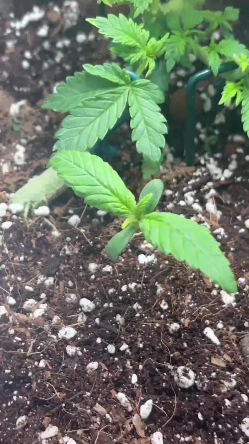 Mini bonsai auto mix (heyabby 420 pro)