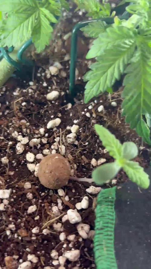 Mini bonsai auto mix (heyabby 420 pro)