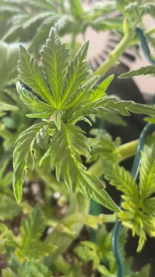 Mental rainbow F1 (HeyAbby420pro)