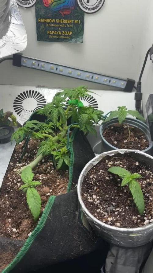 Mental rainbow F1 (HeyAbby420pro)