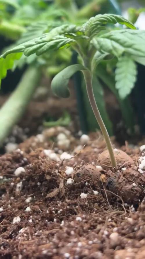 Mini bonsai auto mix (heyabby 420 pro)