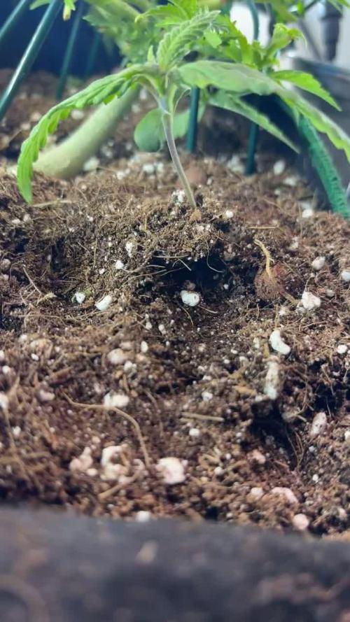 Mini bonsai auto mix (heyabby 420 pro)