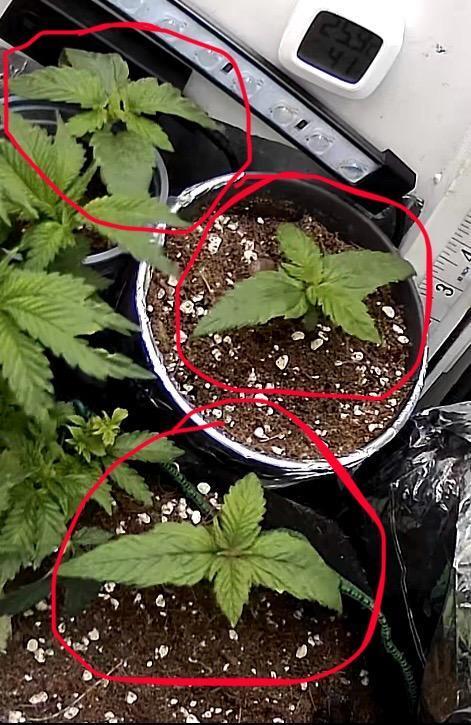 Mini bonsai auto mix (heyabby 420 pro). Week 2 - Week:2 day:6
(Bud cam)