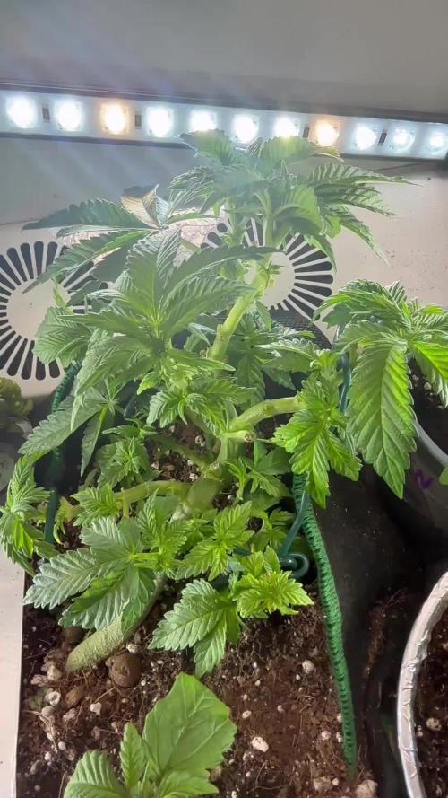 Mental rainbow F1 (HeyAbby420pro)