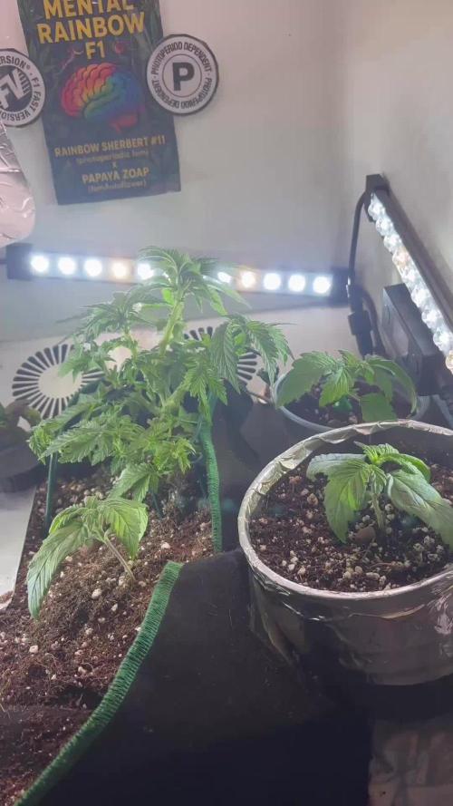 Mini bonsai auto mix (heyabby 420 pro)