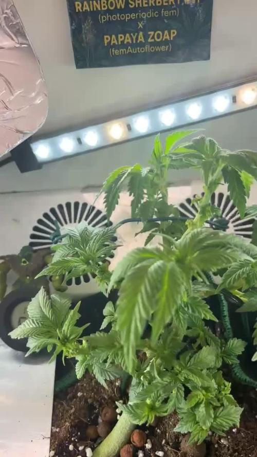 Mental rainbow F1 (HeyAbby420pro)