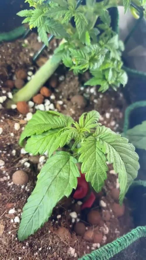 Mini bonsai auto mix (heyabby 420 pro)