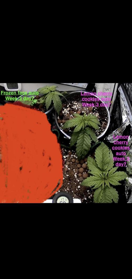 Mini bonsai auto mix (heyabby 420 pro). Week 3 - Week:3 day:7