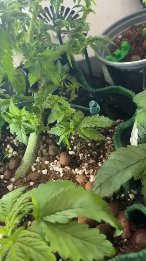 Mental rainbow F1 (HeyAbby420pro)