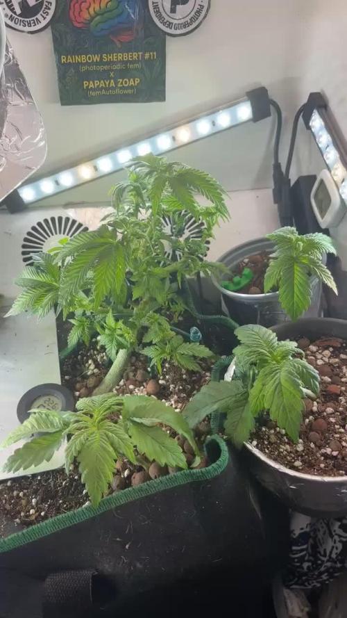 Mini bonsai auto mix (heyabby 420 pro)