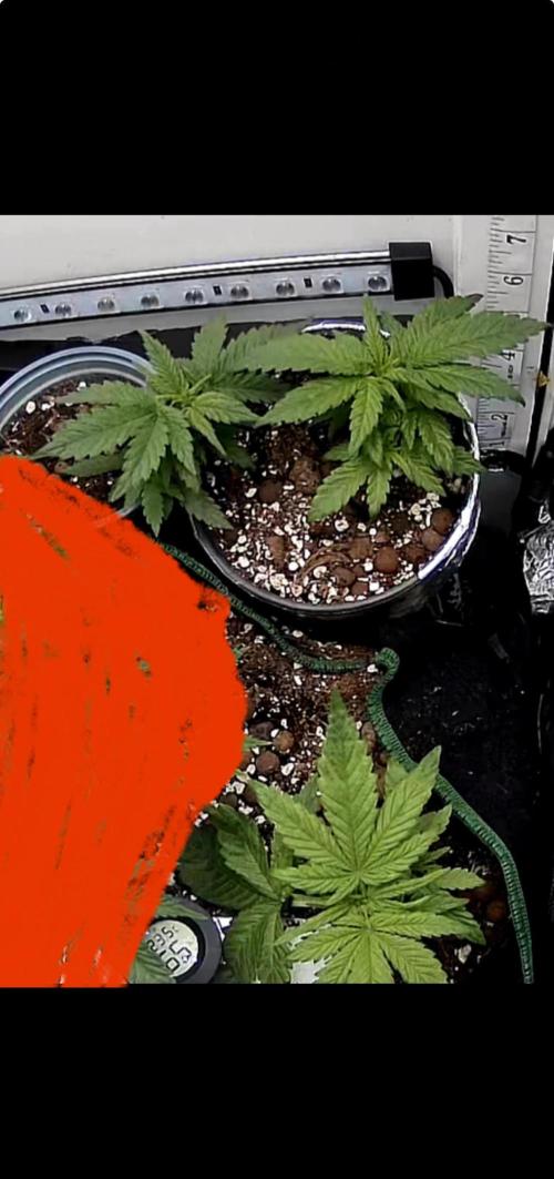 Mini bonsai auto mix (heyabby 420 pro). Week 4 - Week:4 day:7