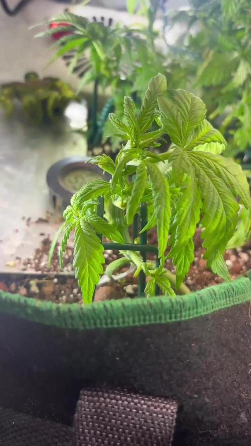 Mini bonsai auto mix (heyabby 420 pro)