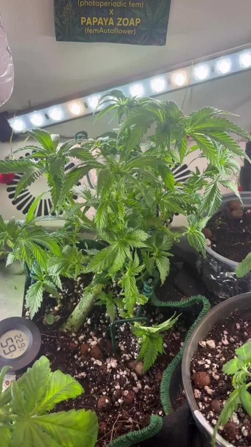 Mental rainbow F1 (HeyAbby420pro)