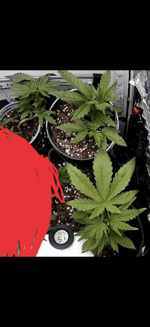 Mini bonsai auto mix (heyabby 420 pro). Week 5 - Week:5 day:4
Week:1 day:4 pre flower