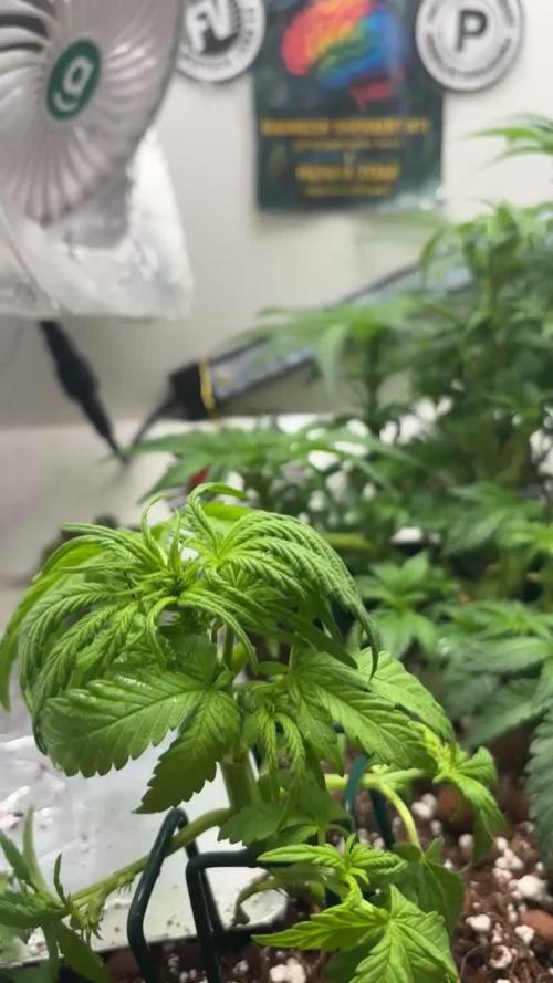 Mini bonsai auto mix (heyabby 420 pro)