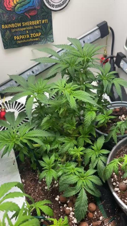 Mental rainbow F1 (HeyAbby420pro)