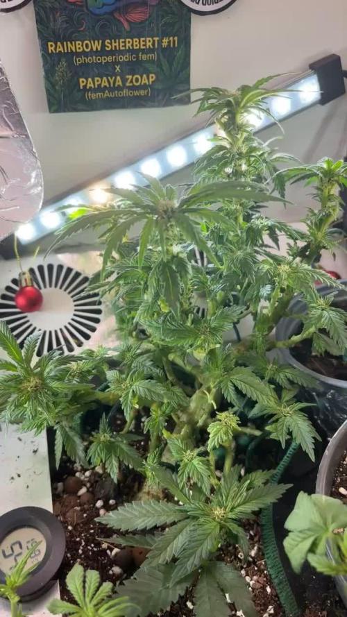 Mental rainbow F1 (HeyAbby420pro)