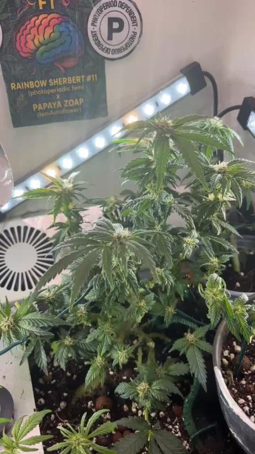 Mental rainbow F1 (HeyAbby420pro)