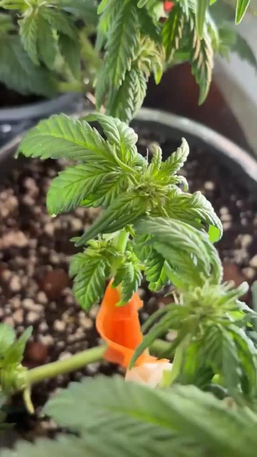Mini bonsai auto mix (heyabby 420 pro)