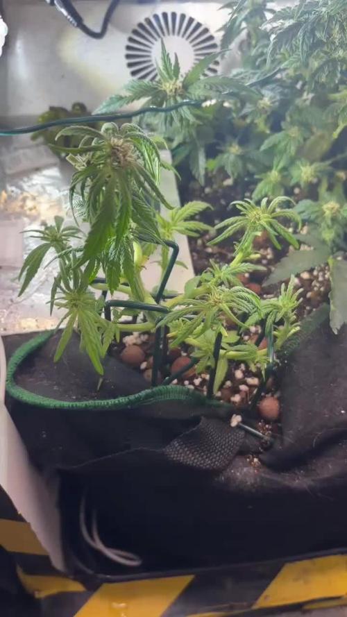 Mini bonsai auto mix (heyabby 420 pro)