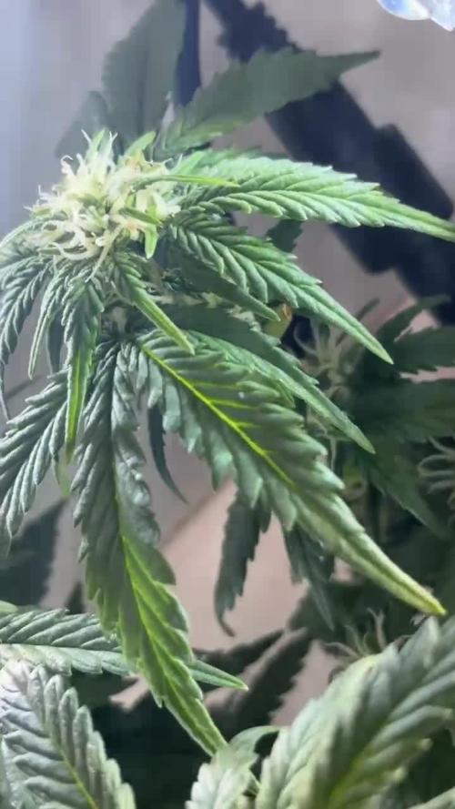 Mini bonsai auto mix (heyabby 420 pro)