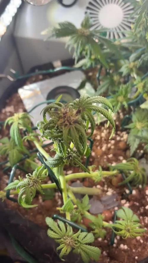 Mini bonsai auto mix (heyabby 420 pro)