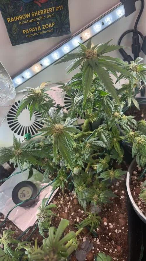 Mental rainbow F1 (HeyAbby420pro)