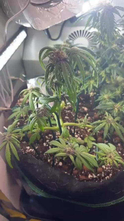 Mini bonsai auto mix (heyabby 420 pro)