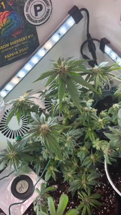 Mental rainbow F1 (HeyAbby420pro)