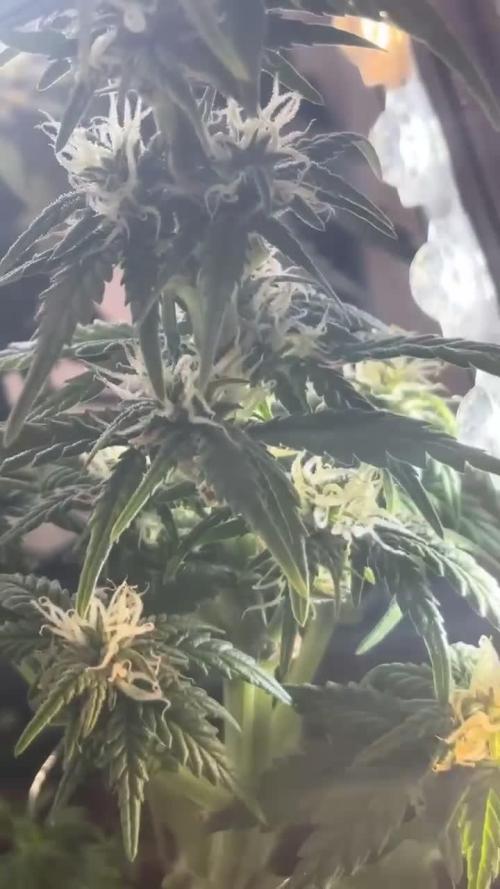 Mini bonsai auto mix (heyabby 420 pro)