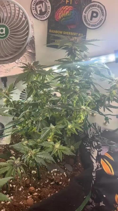 Mental rainbow F1 (HeyAbby420pro)