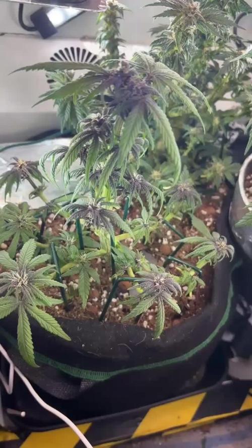 Mini bonsai auto mix (heyabby 420 pro)