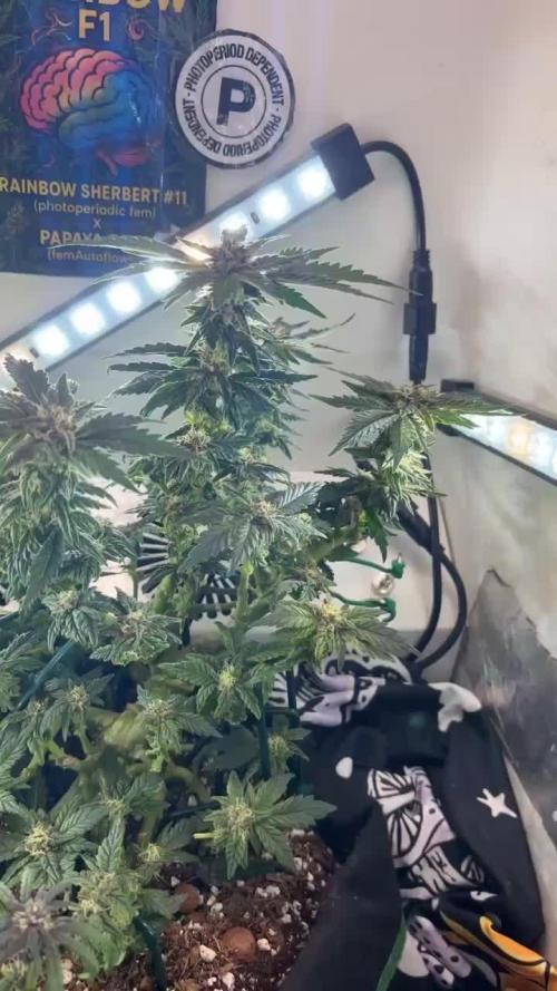 Mental rainbow F1 (HeyAbby420pro)