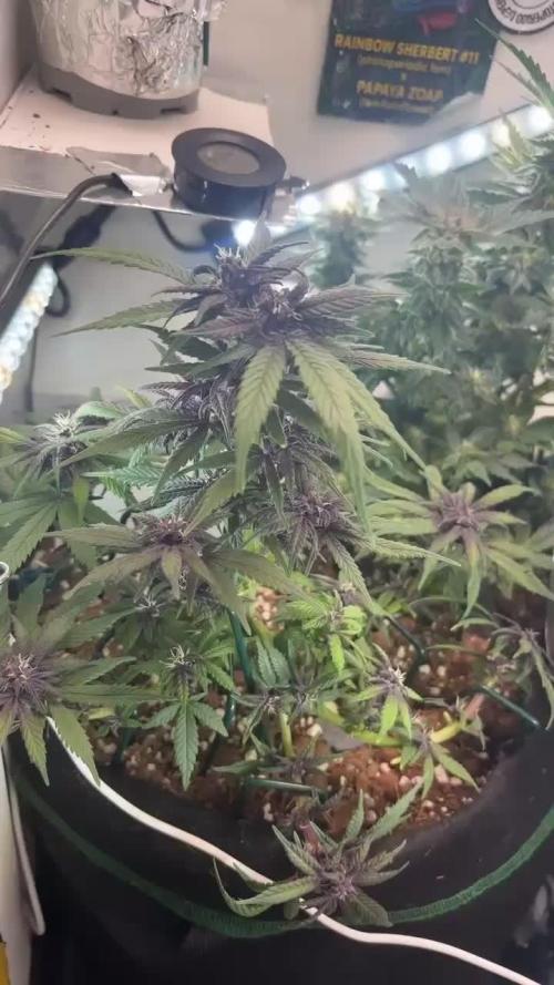 Mini bonsai auto mix (heyabby 420 pro)