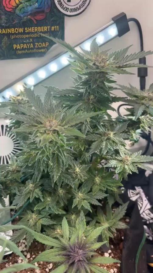 Mental rainbow F1 (HeyAbby420pro)