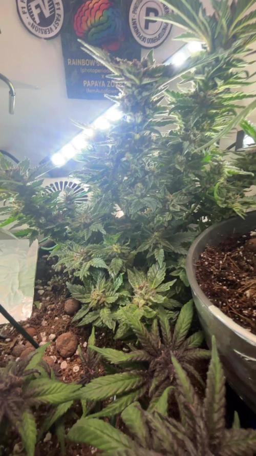 Mental rainbow F1 (HeyAbby420pro)