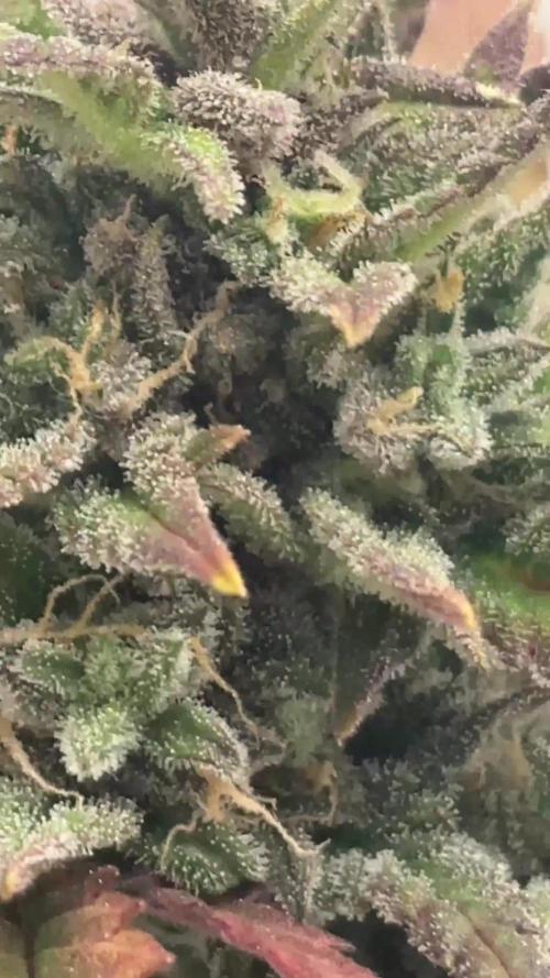 Mini bonsai auto mix (heyabby 420 pro)