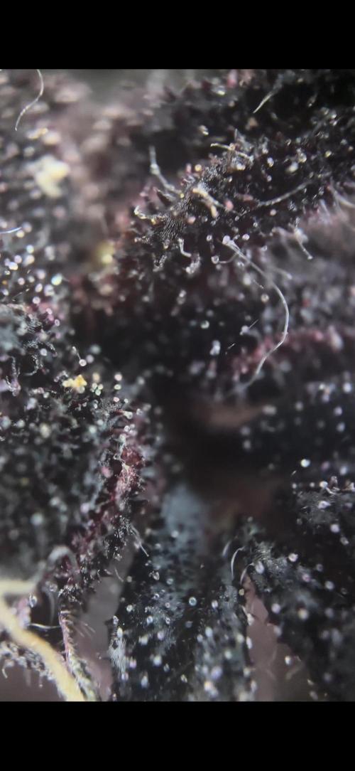 Mini bonsai auto mix (heyabby 420 pro). Week 13 - #1 lemon cherry cookies auto 
Week:2 day5 flushing 