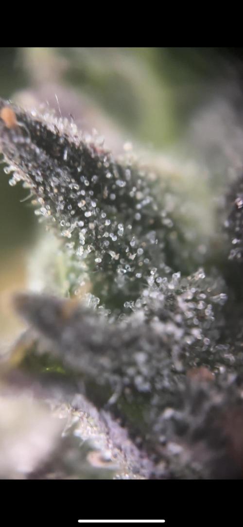 Mental rainbow F1 (HeyAbby420pro). Week 19 - Mental rainbow f1
Week:2 day5 flushing 