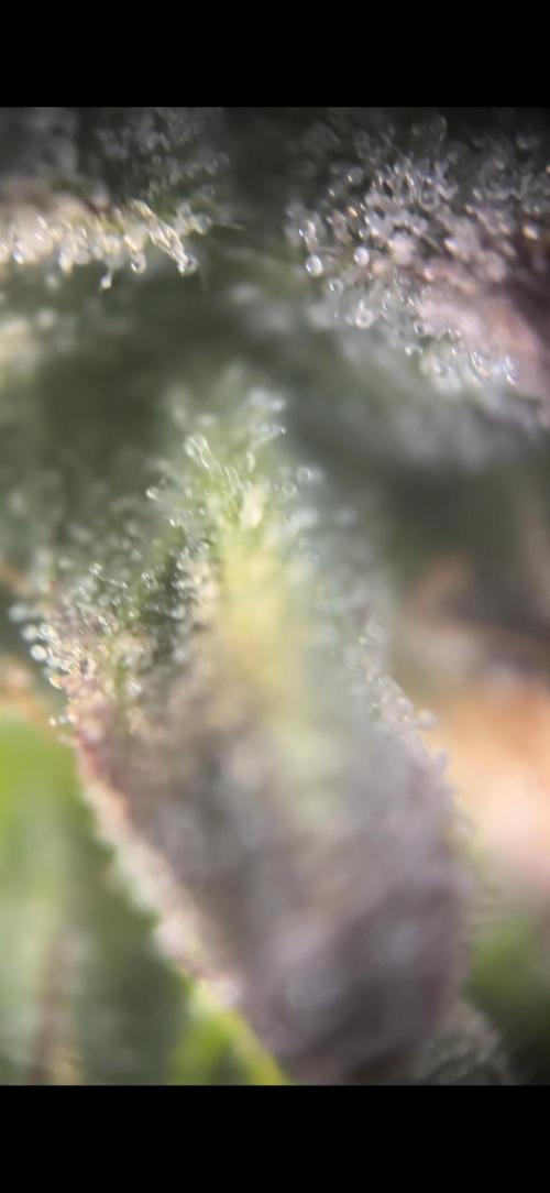 Mental rainbow F1 (HeyAbby420pro). Week 19 - Mental rainbow f1
Week:2 day5 flushing 