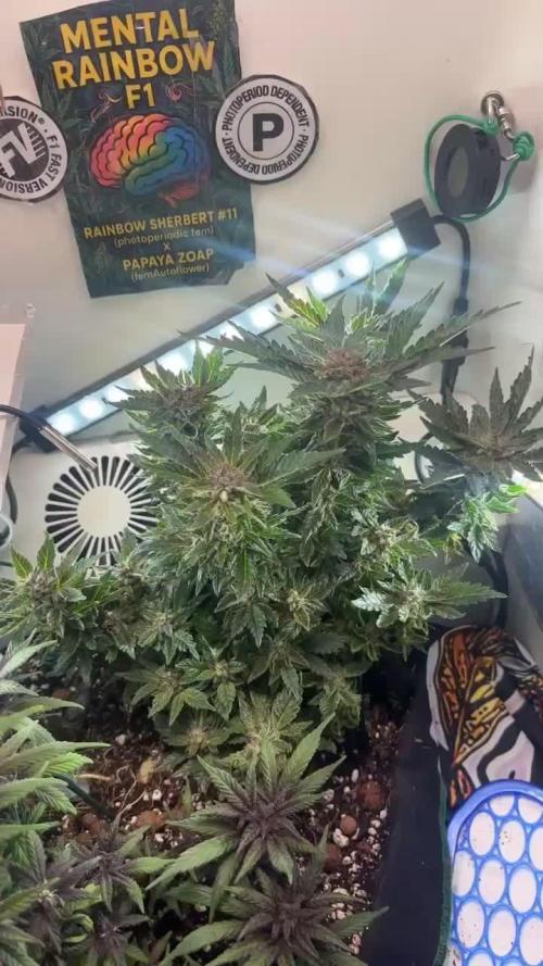 Mental rainbow F1 (HeyAbby420pro)